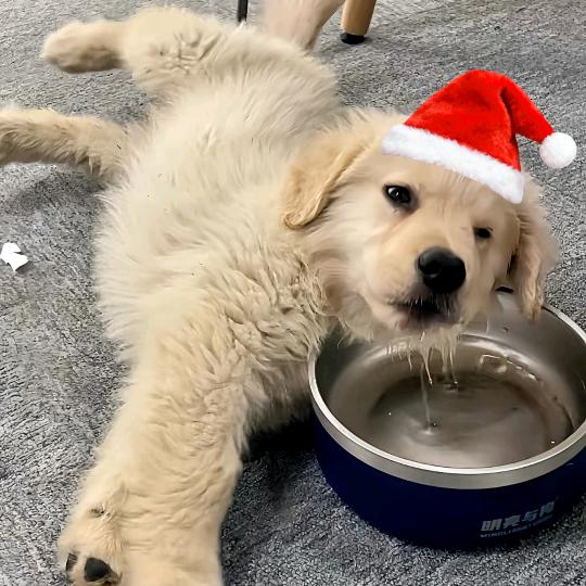 ¹碗米🍚            🪳面