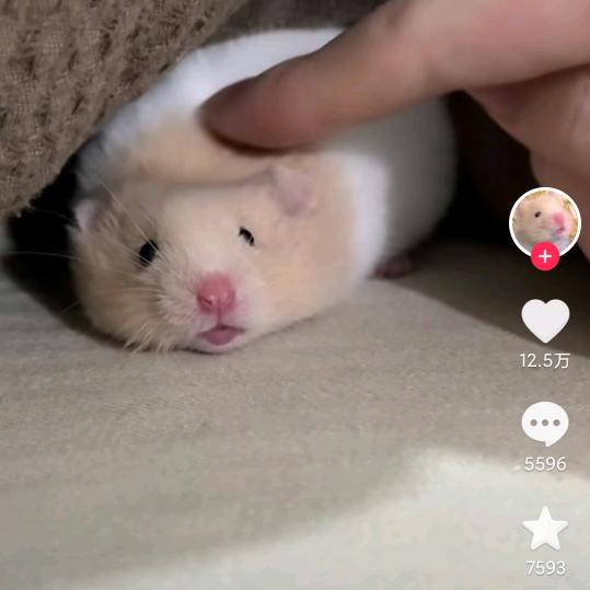 松鼠鳜鱼