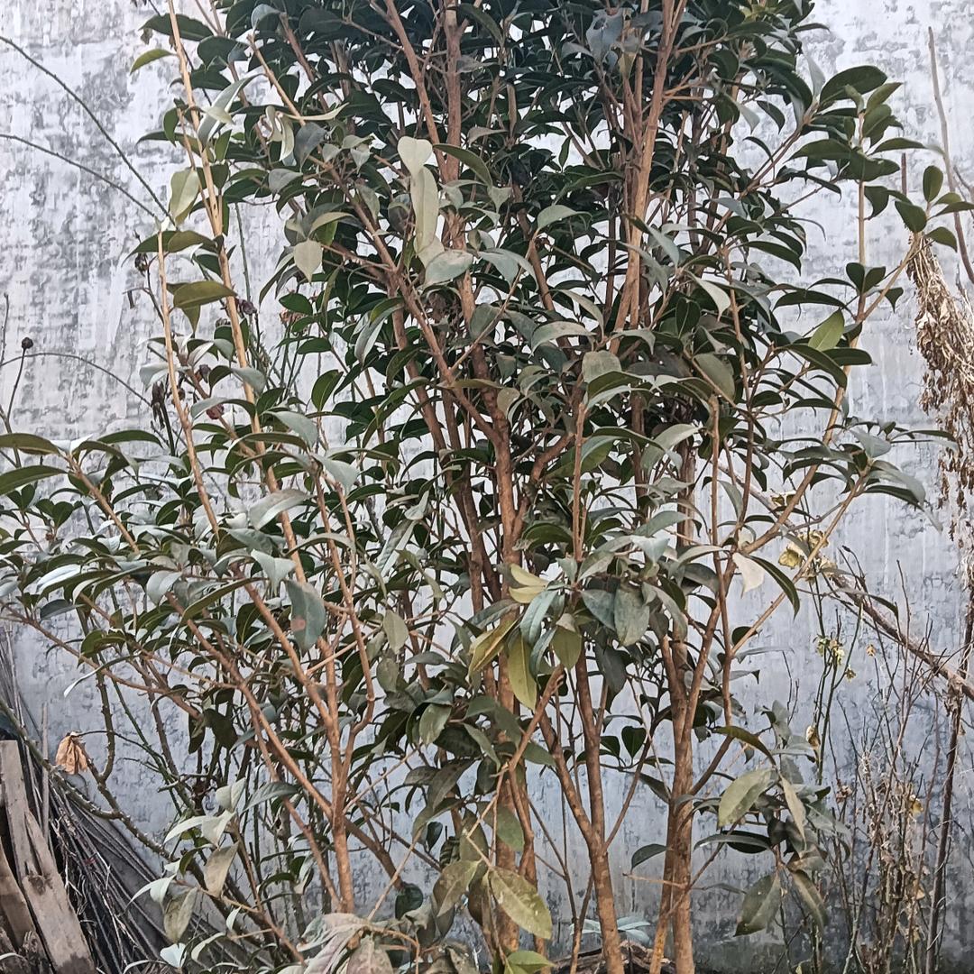 养狼人