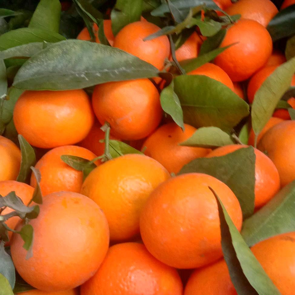 柑橘代办王二姐，