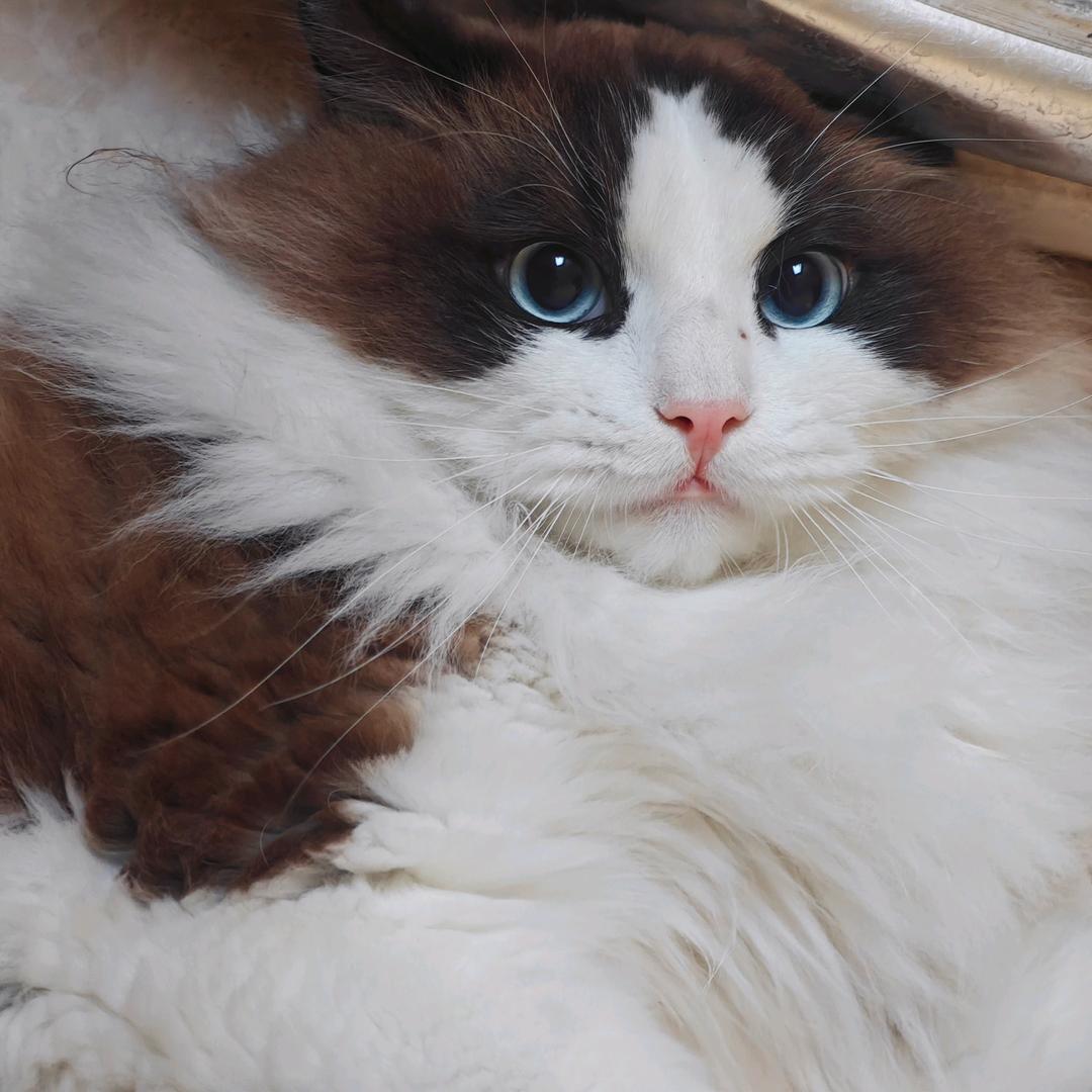 明惠baby（种草）