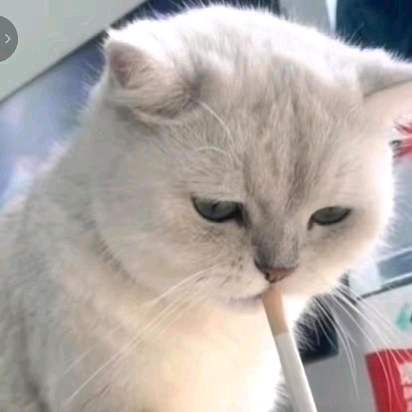 无猫人士（流浪版）