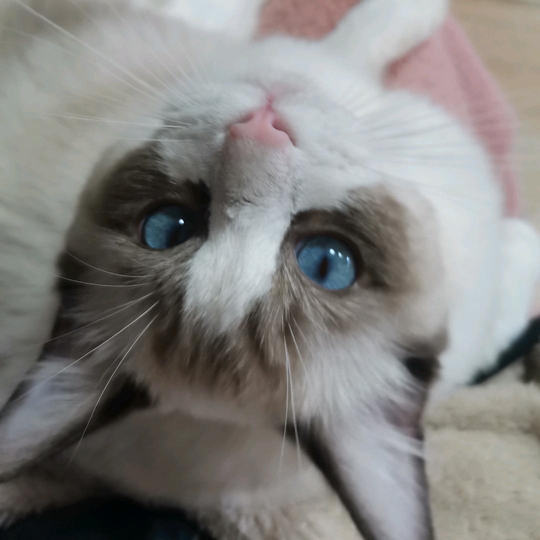 木子心