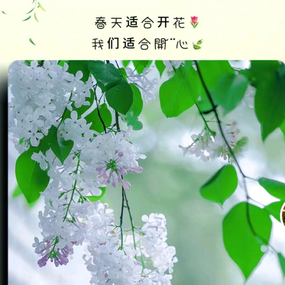 一枝獨秀
