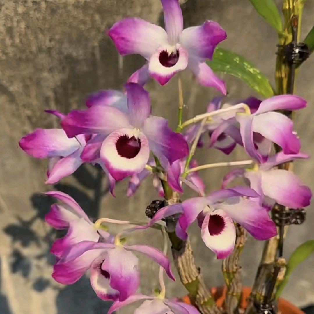 赤水洪明石斛园