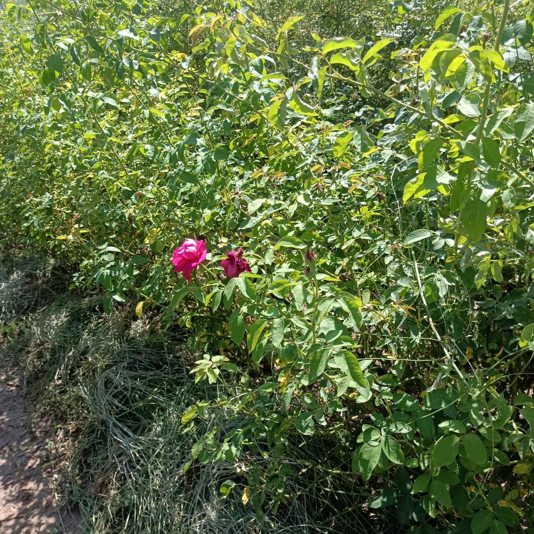 雪花