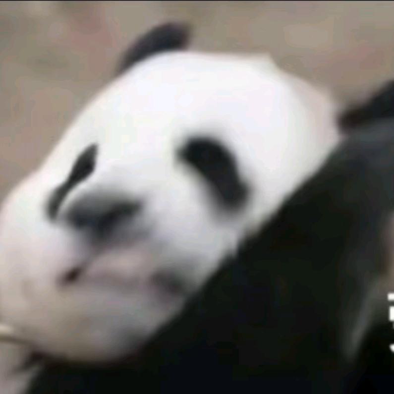 发条柚