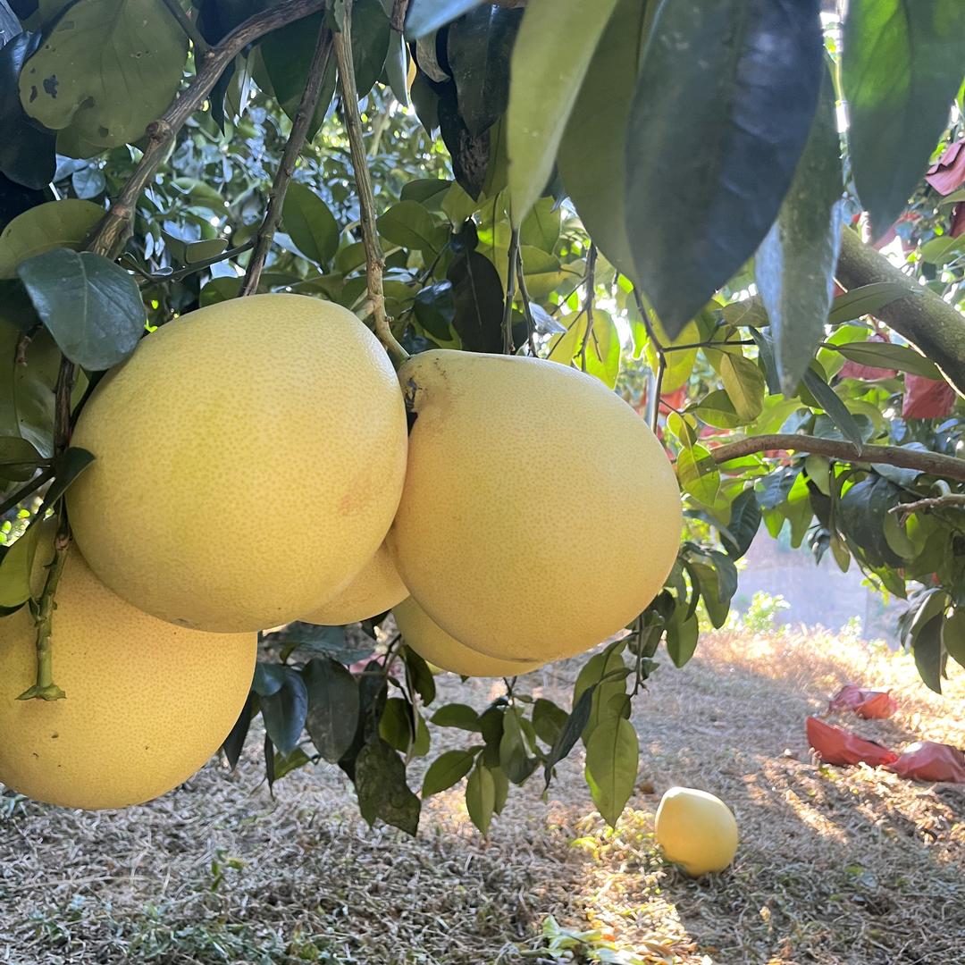 优鲜农汇*天峨味道