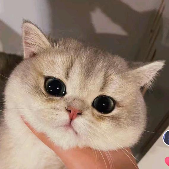 ｡◕‿◕｡