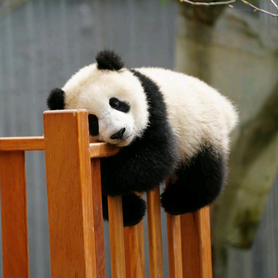 菜鸟玩游戏（互关）