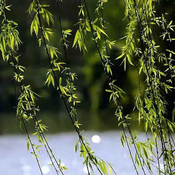 东风夜放花千树