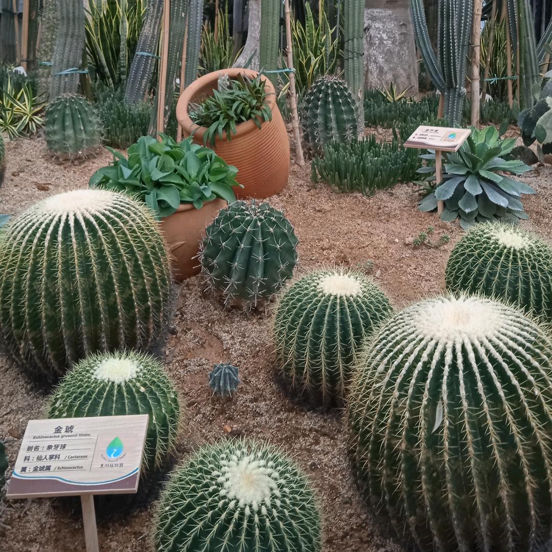 现学现卖🌈外婆