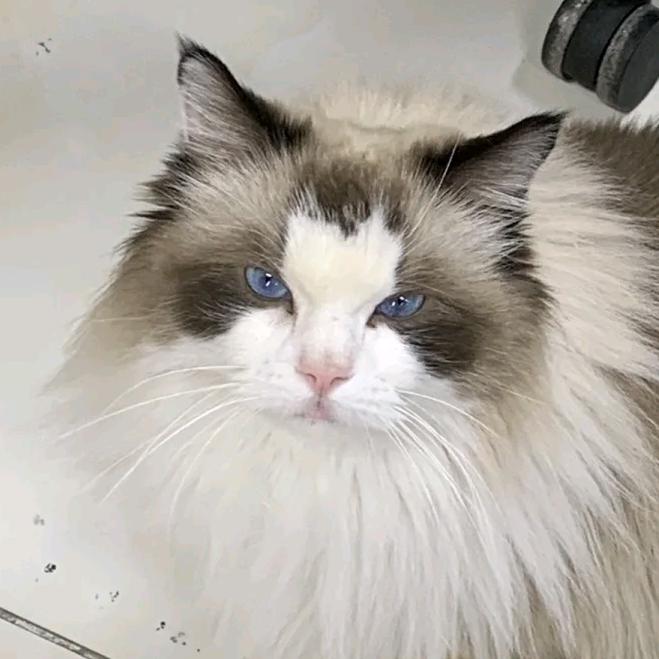 包子的日常生活