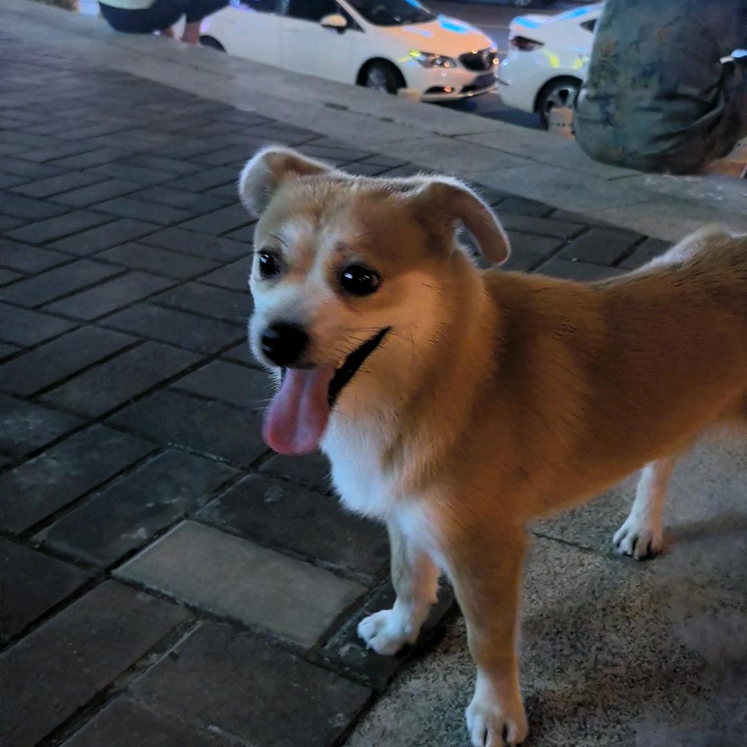 跳跳阿黄