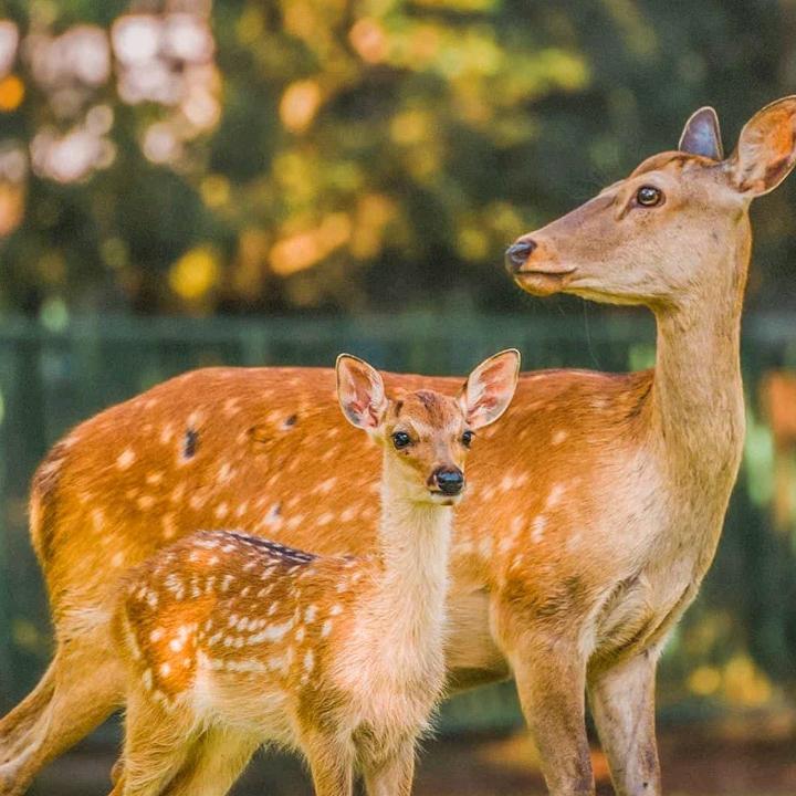 花兵兵废轮胎收购