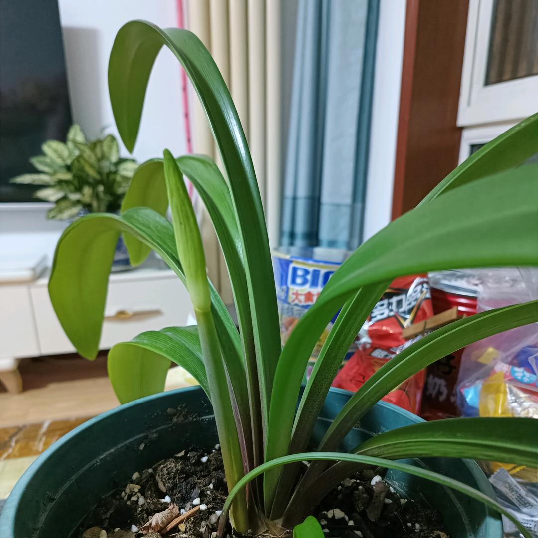 大连麦凯乐总店阿瓦塔