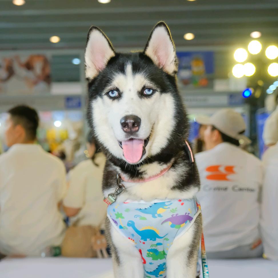 癫癫乖是只哈士奇
