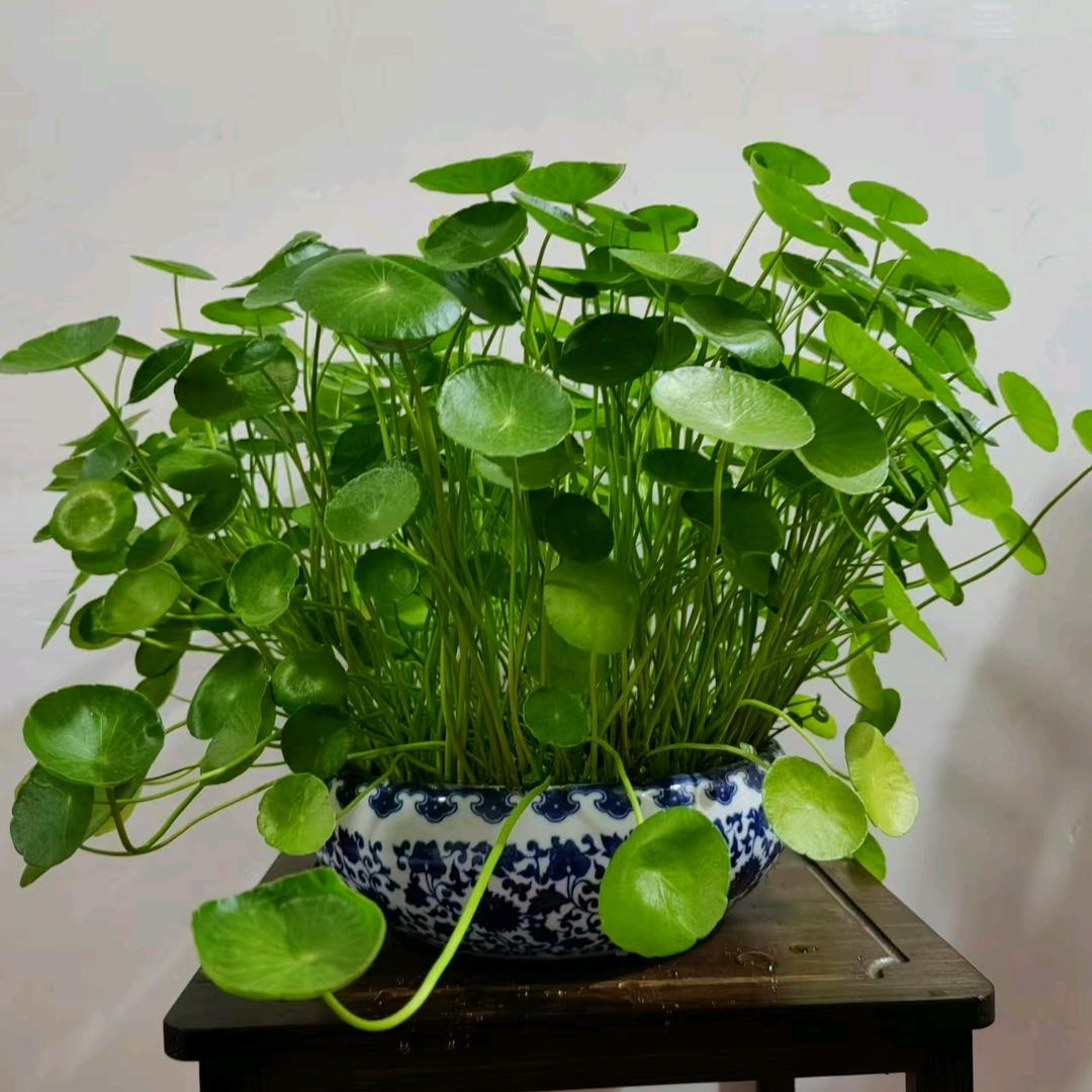 开心饭米粒