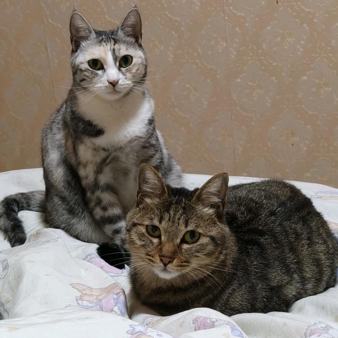 羊小姐的猫