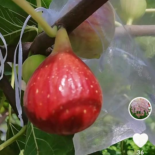 果果乐无花果采摘园官方号