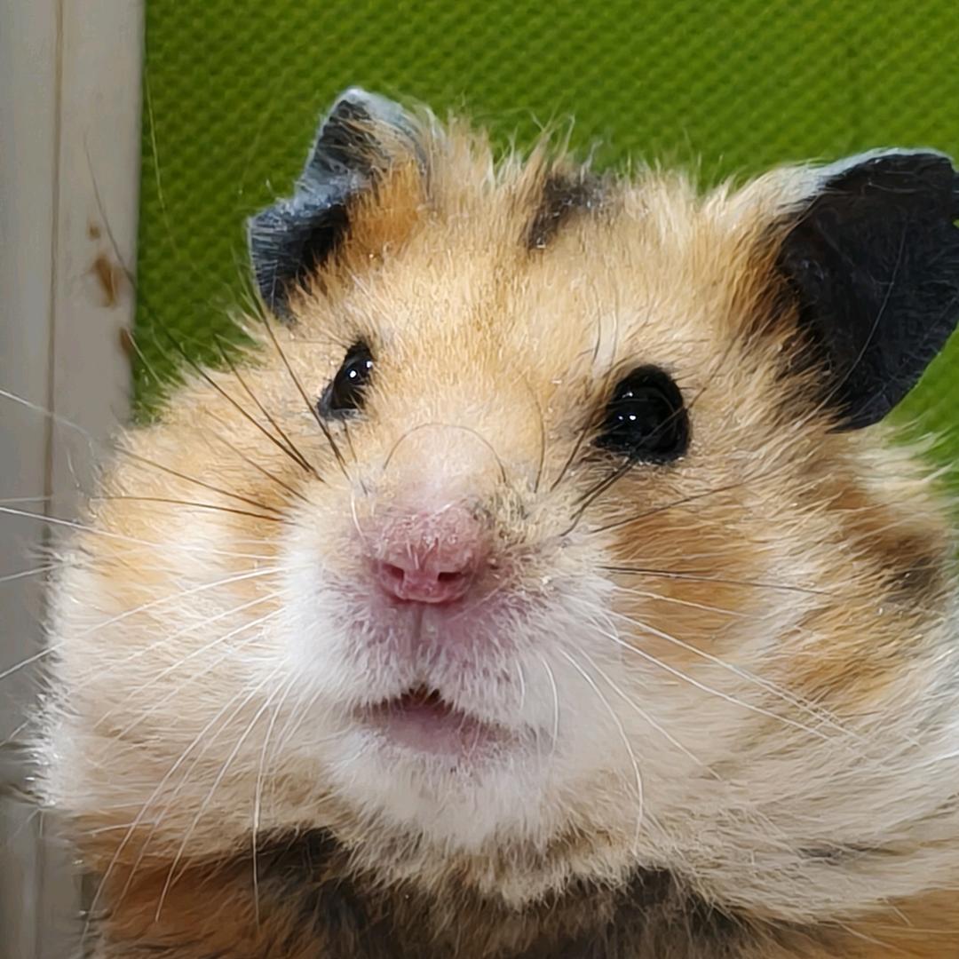 奶糖
