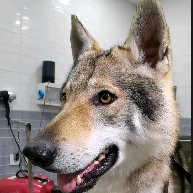 🧸⃤小白要学习哦！