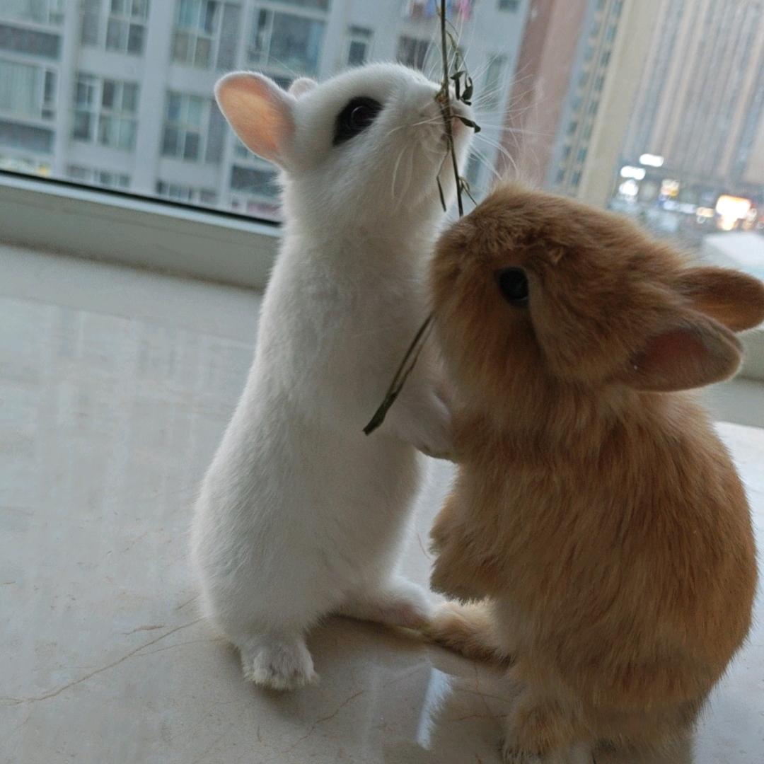 蚂蚁上树