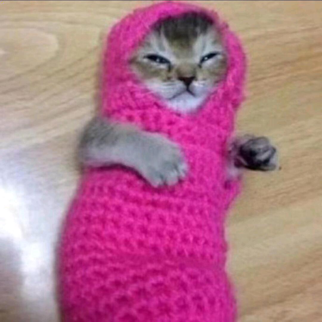拽酷猫猫