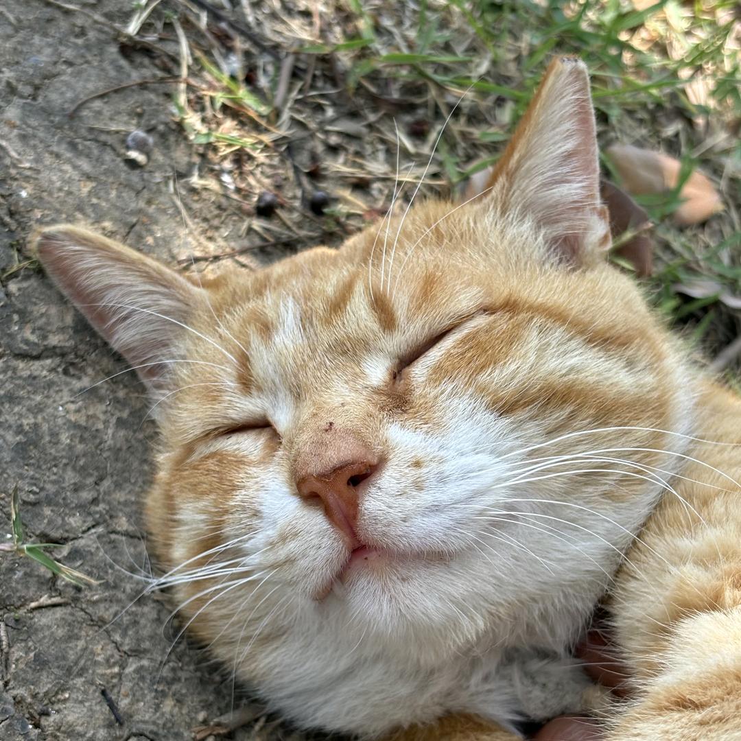 滁院猫猫绝育守护骑士团（禁猫条人类食物）