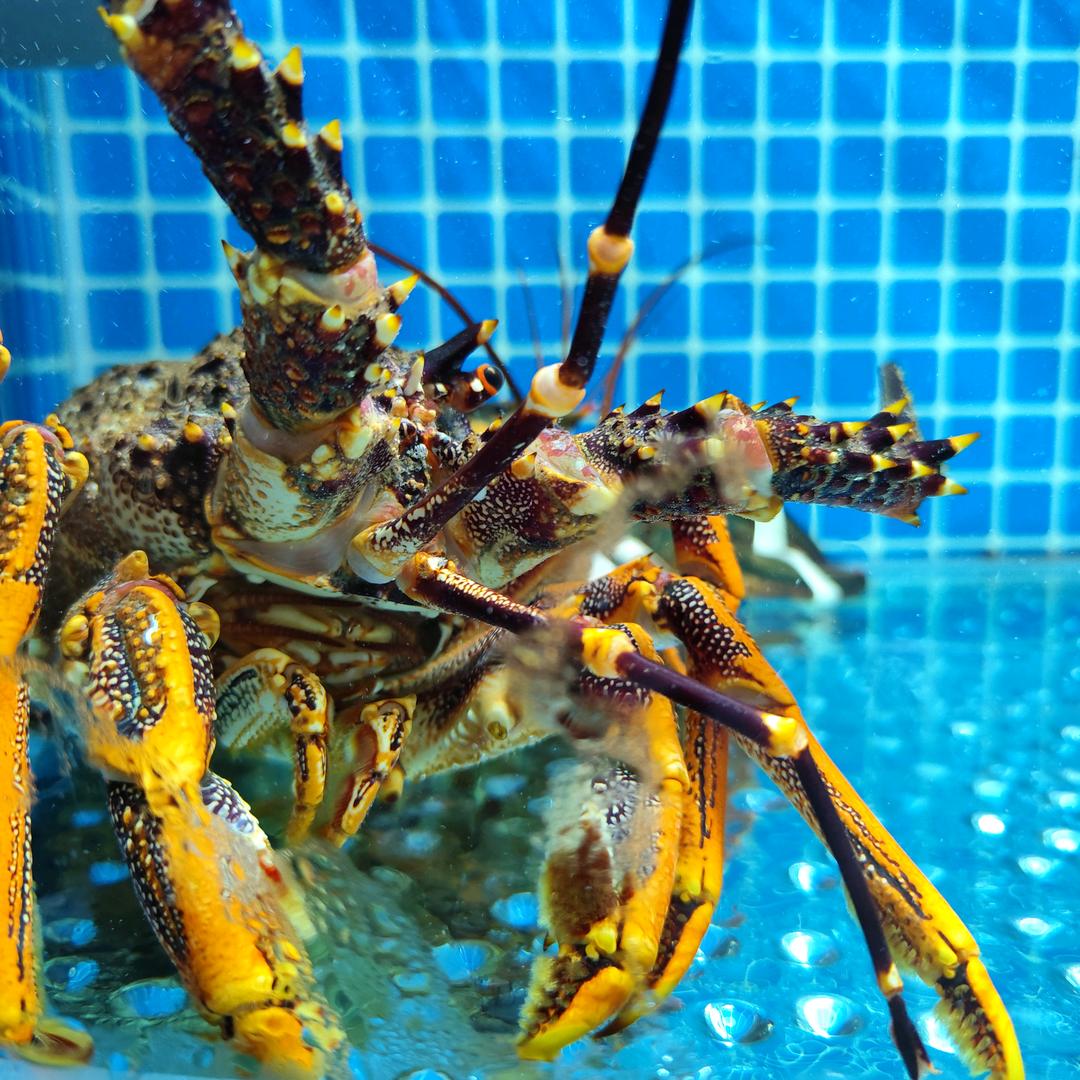 酷酷的中年大叔