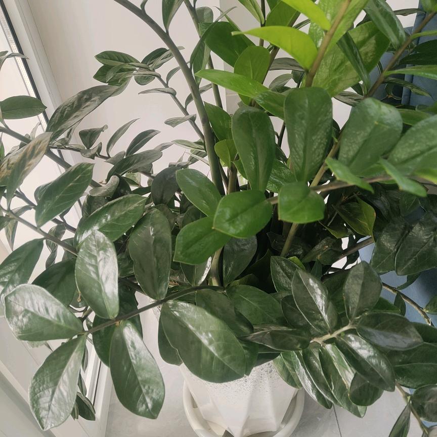 葫芦岛的