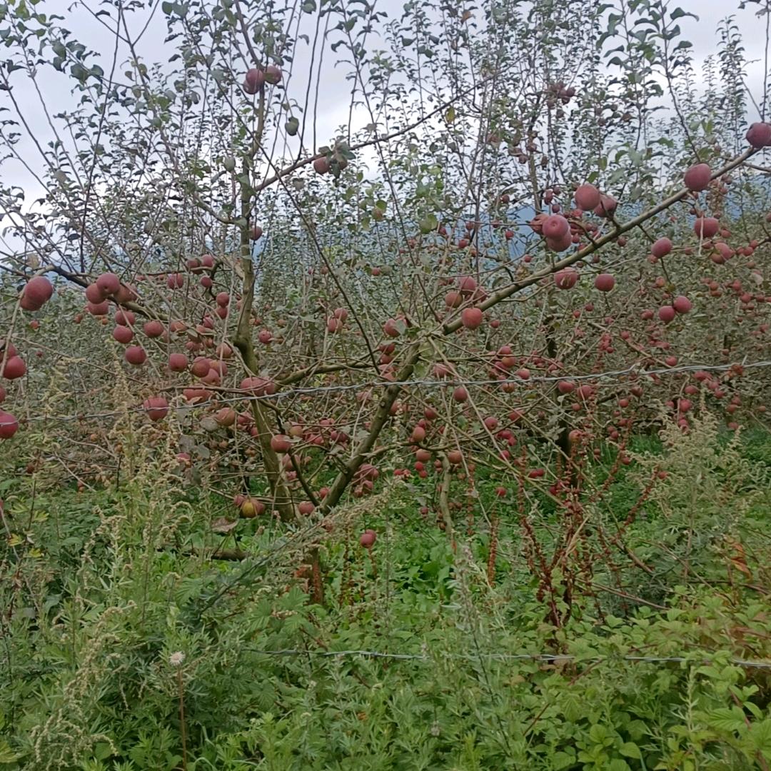 往事随风，人生淡味