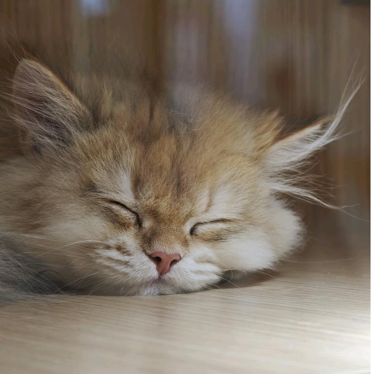 . ᵕ̈