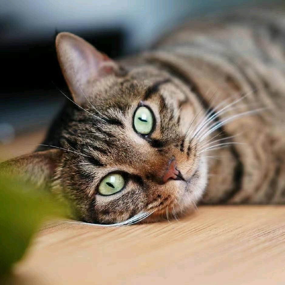 猫小胜