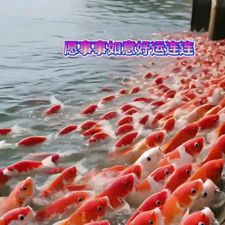 锦鲤送好运！