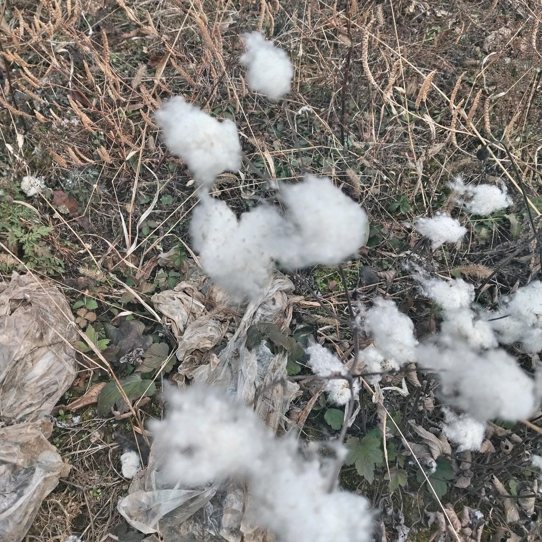 锦秀