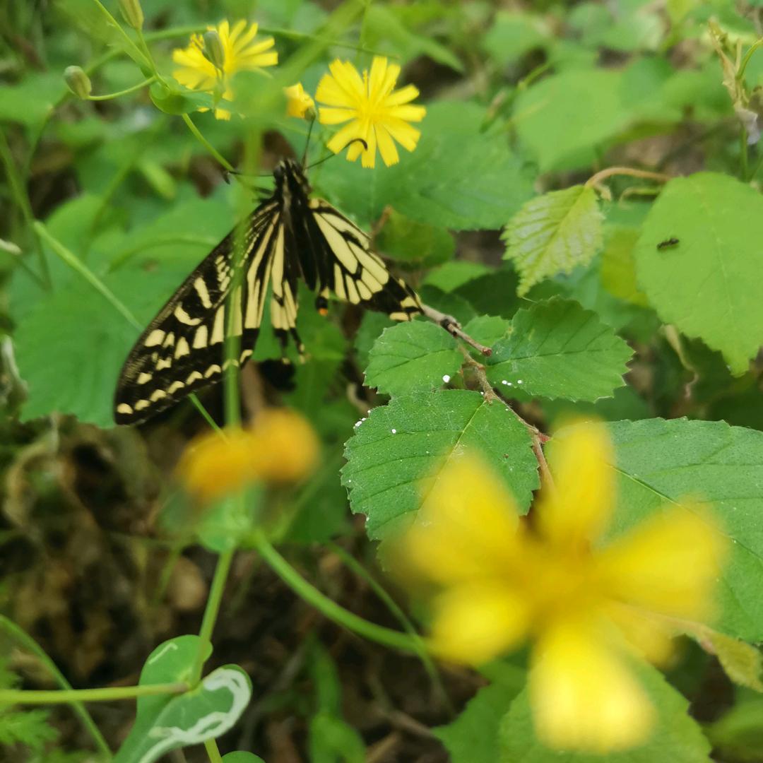 AAAA音乐器材刘总