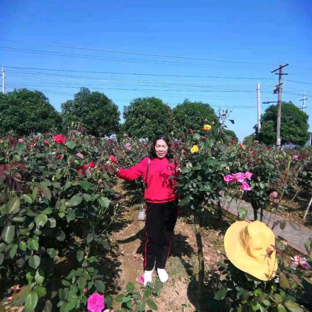老来乐