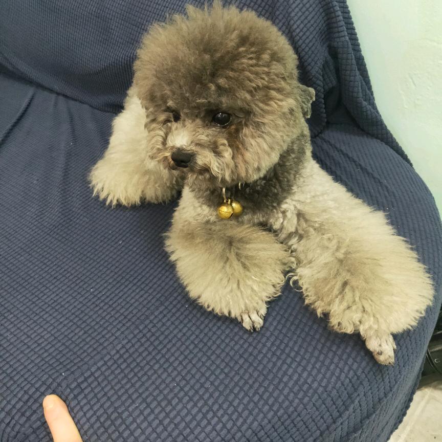 独狼哥
