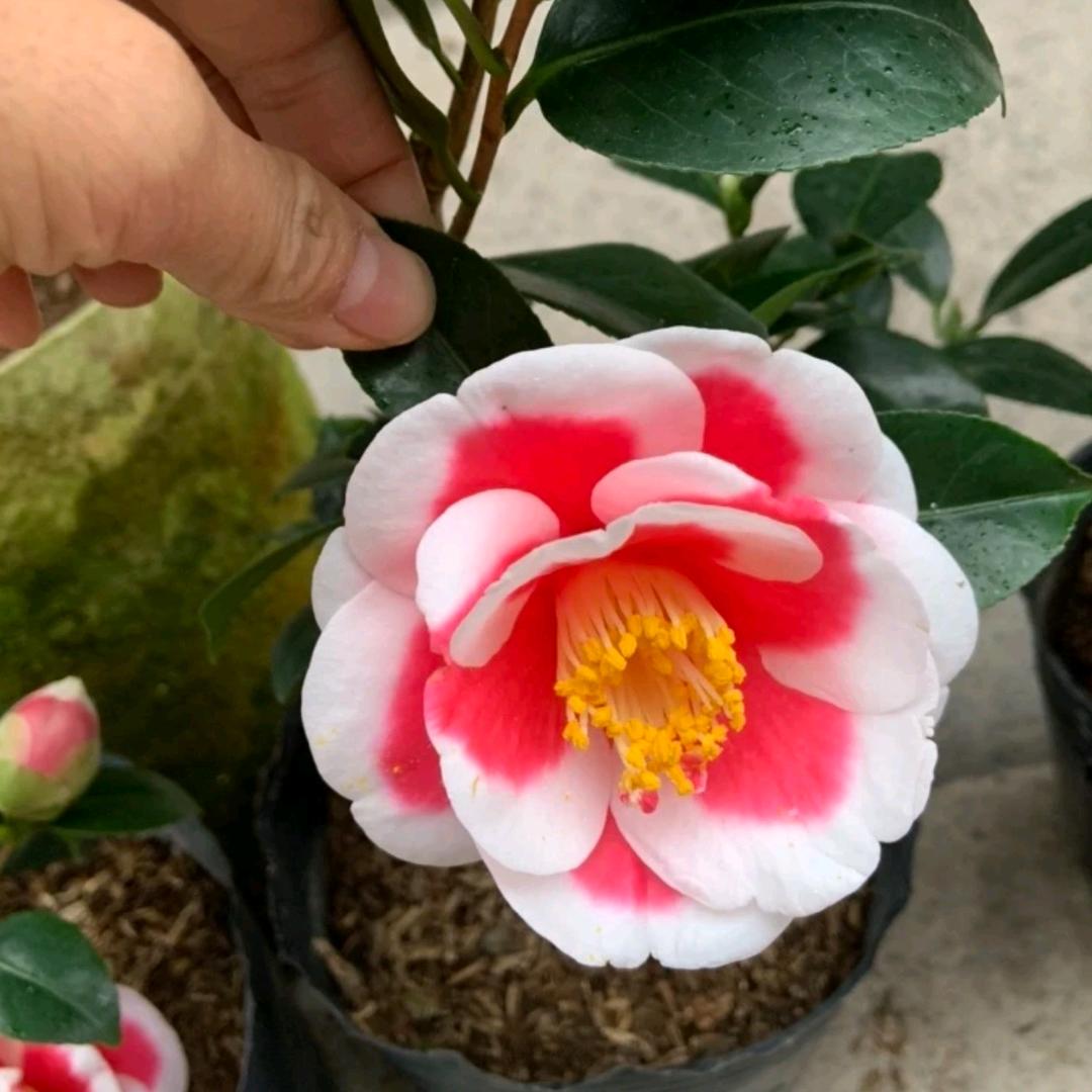 川山茶花