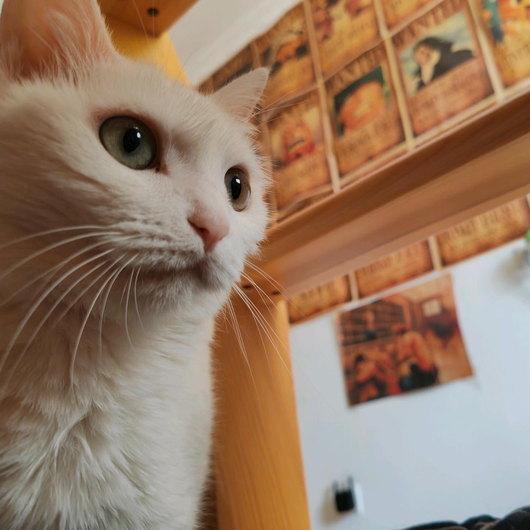 蜡笔小狗
