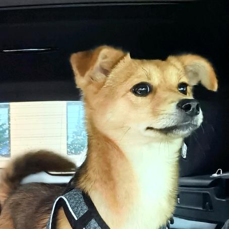 一只流浪狗和校长的故事