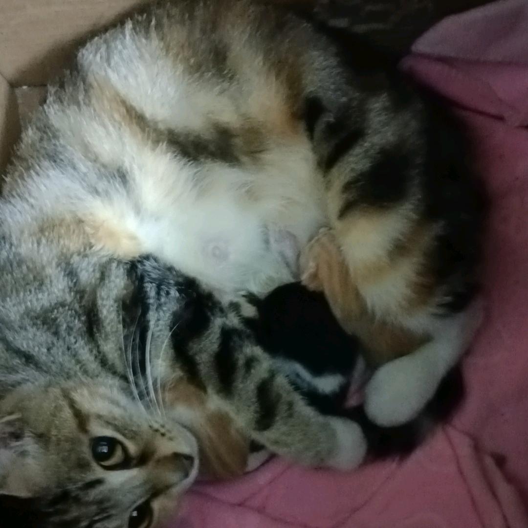 三哥