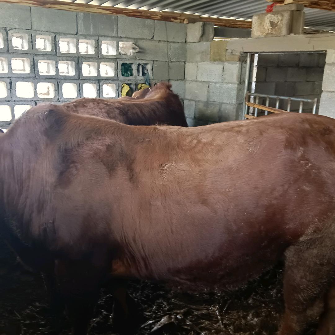 松河珍味香牛肉馆
