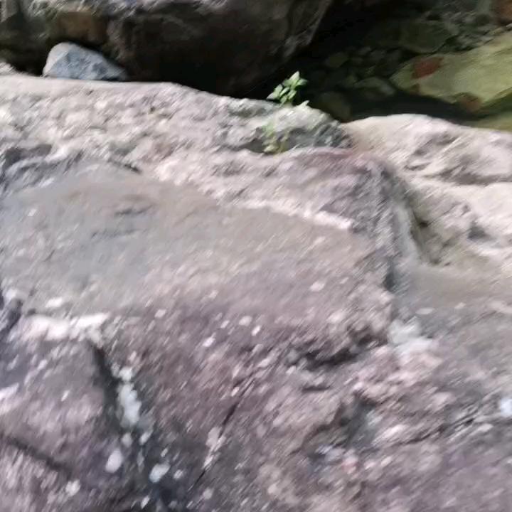 林
