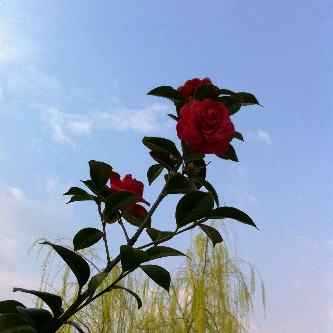 一念花开