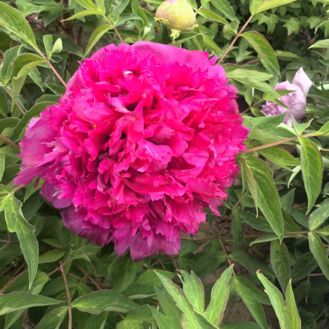 百年国花牡丹