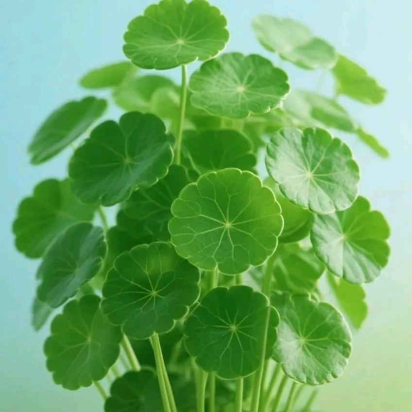 南明纸业