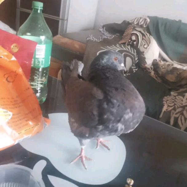 黑暗霸主