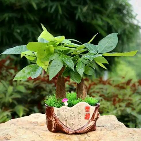 农资绿植园艺肥料批发